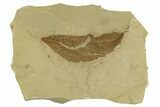 Detailed Fossil Leaf (Allophylus) - Green River Formation, Utah #331848-1